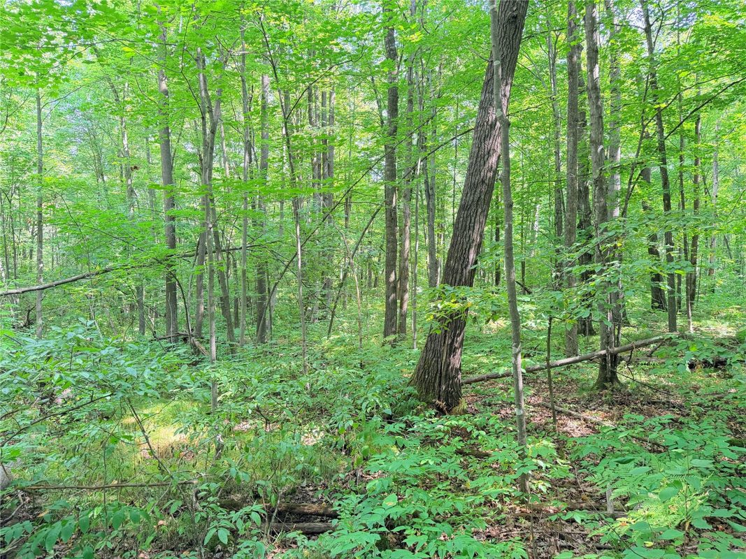 30 Acres County Highway X, Glen Flora WI 54526 - Land house for sale - MLS #1605967 - image17