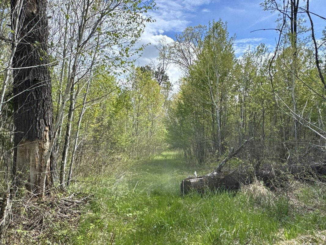 25275 Bruss Road, Webster WI 54893 - Land house for sale - MLS #1602158 - image9