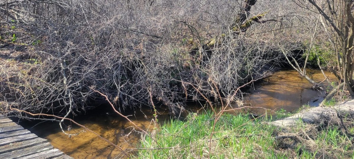 W14103 County P Highway, Taylor WI 54659 - Land house for sale - MLS #1600415 - image6