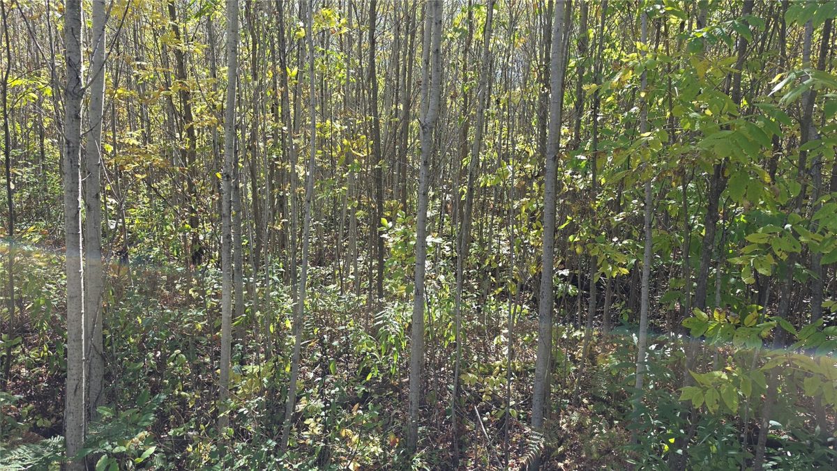 On County HWY W, Winter WI 54896 - Land house for sale - MLS #1605419 - image10