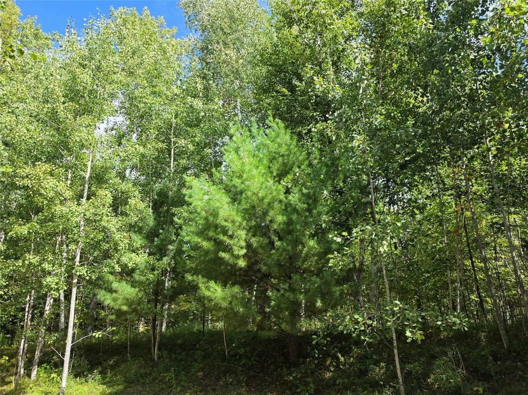 7183 Fremsted Road, Danbury WI 54830 - Land house for sale - MLS #1604943 - image8