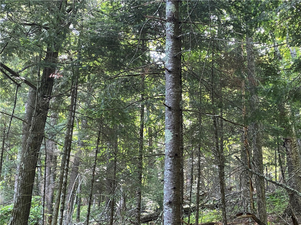 Lot 8 Crane Lane, Hayward, WI — photo 22