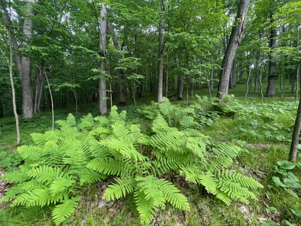 Lots 4, 5 & 6 Anderson Hill Lane, Boyceville, WI — photo 10