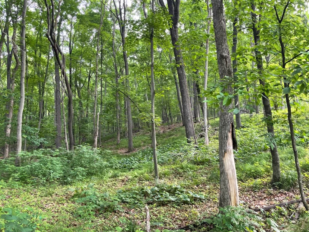 Lots 4, 5 & 6 Anderson Hill Lane, Boyceville, WI — photo 9