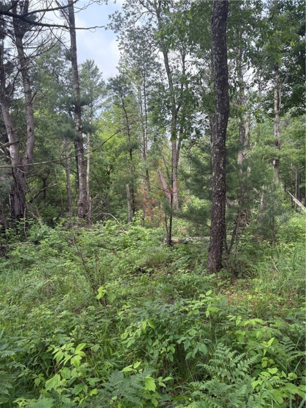 0 Walkers Road, Humbird, WI