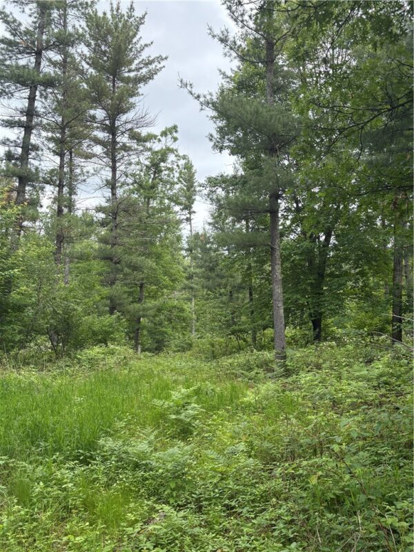 0 Walkers Road, Humbird, WI