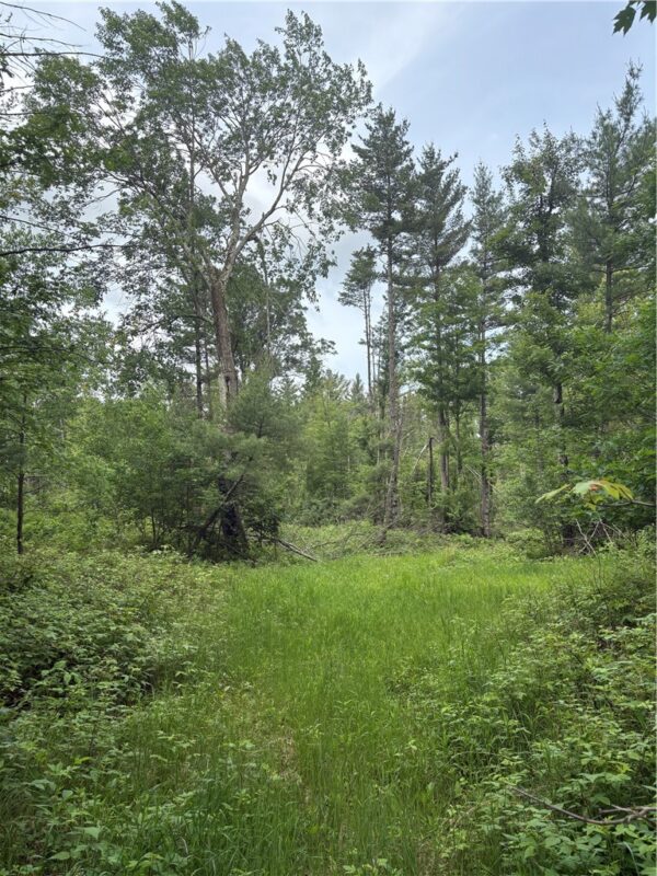 0 Walkers Road, Humbird, WI