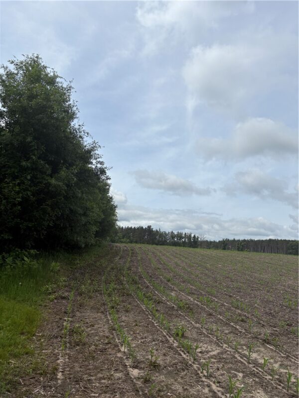 0 Walkers Road, Humbird, WI