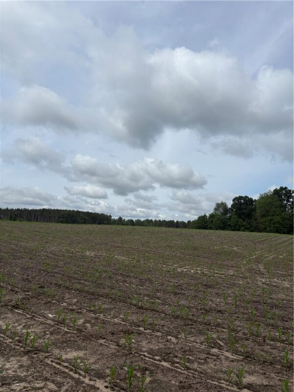 0 Walkers Road, Humbird, WI