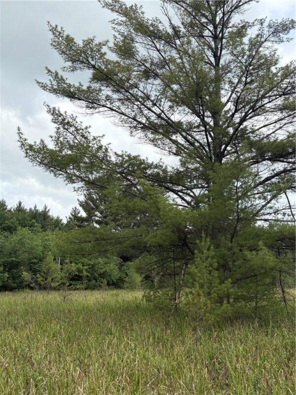 0 Walkers Road, Humbird, WI