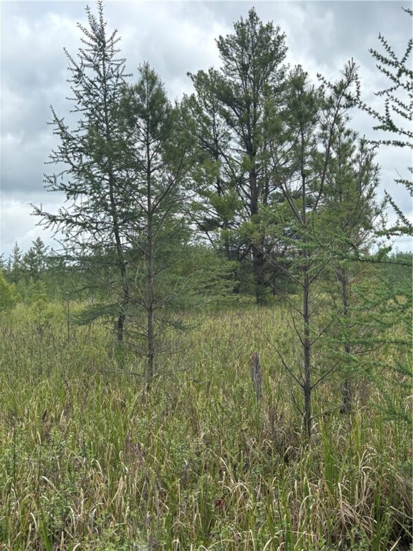 0 Walkers Road, Humbird, WI