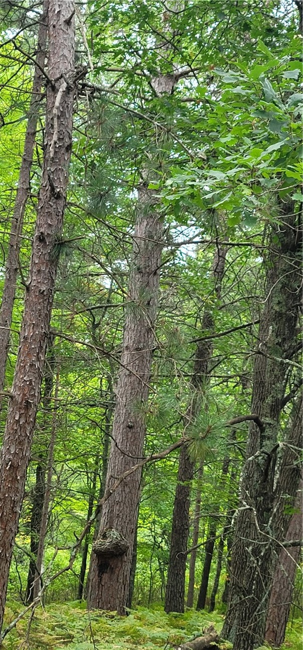 13953 E Wolf Drive, Gordon, WI — photo 14