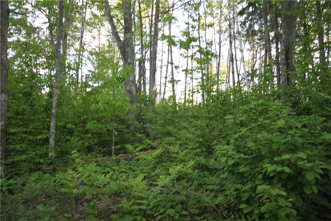 Lot 1 Timber Wolf Drive, Springbrook, WI — photo 11