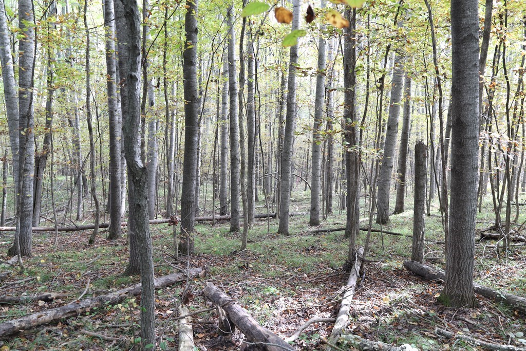 Land at XXX Norman's Landing Road, Webster, WI 54893 — photo 10