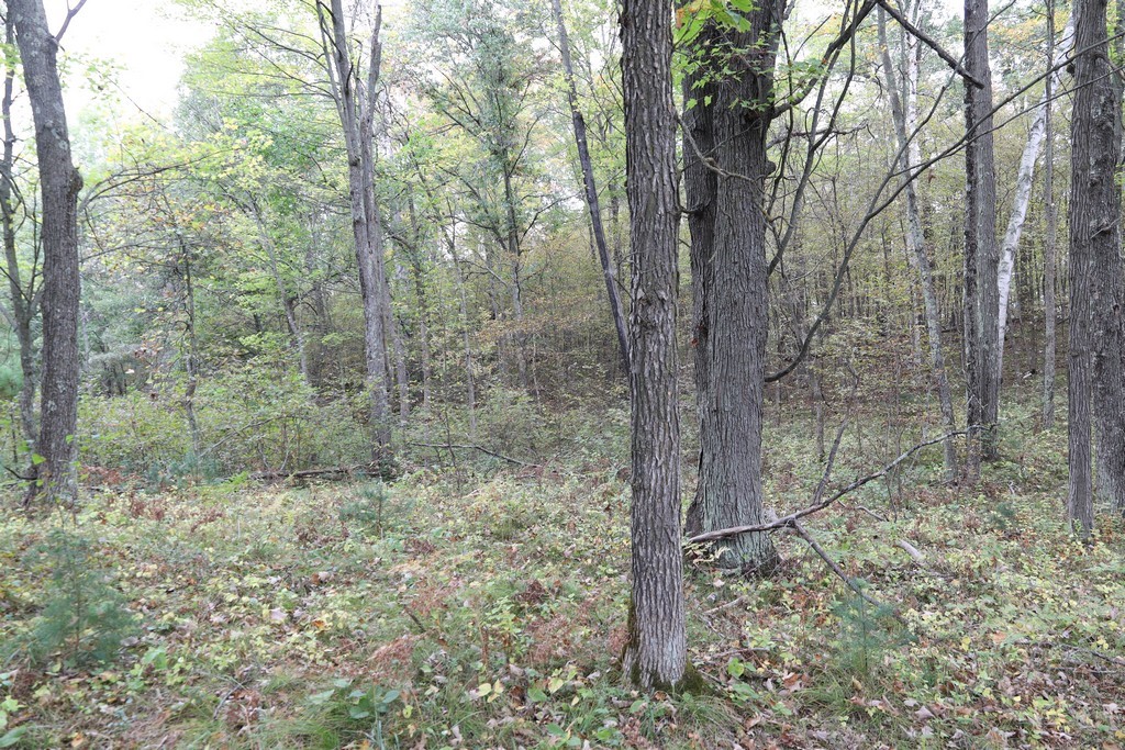 Land at XXX Norman's Landing Road, Webster, WI 54893 — photo 6