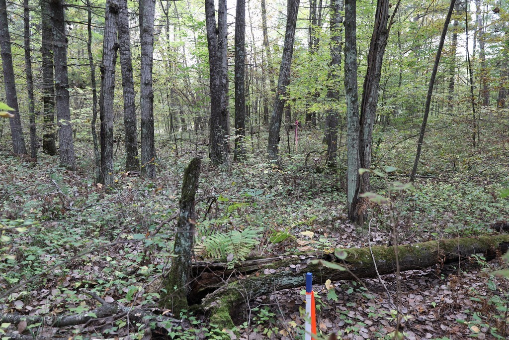 Land at XXX Norman's Landing Road, Webster, WI 54893 — photo 7