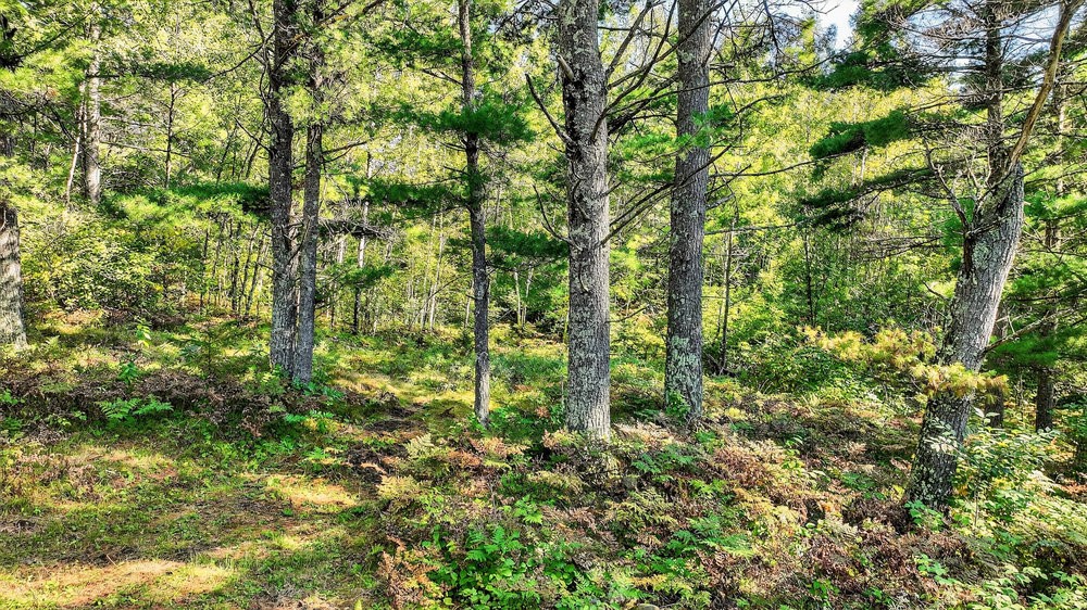 9491-Totogatic-Cable-WI-54821-6