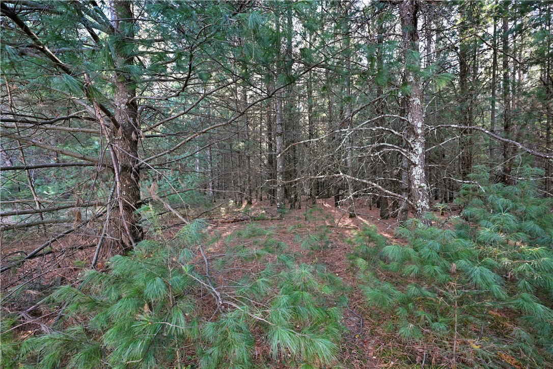 624-Pine-Grantsburg-WI-54840-9