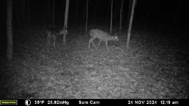 6273-Lamphere-Siren-WI-54872-8