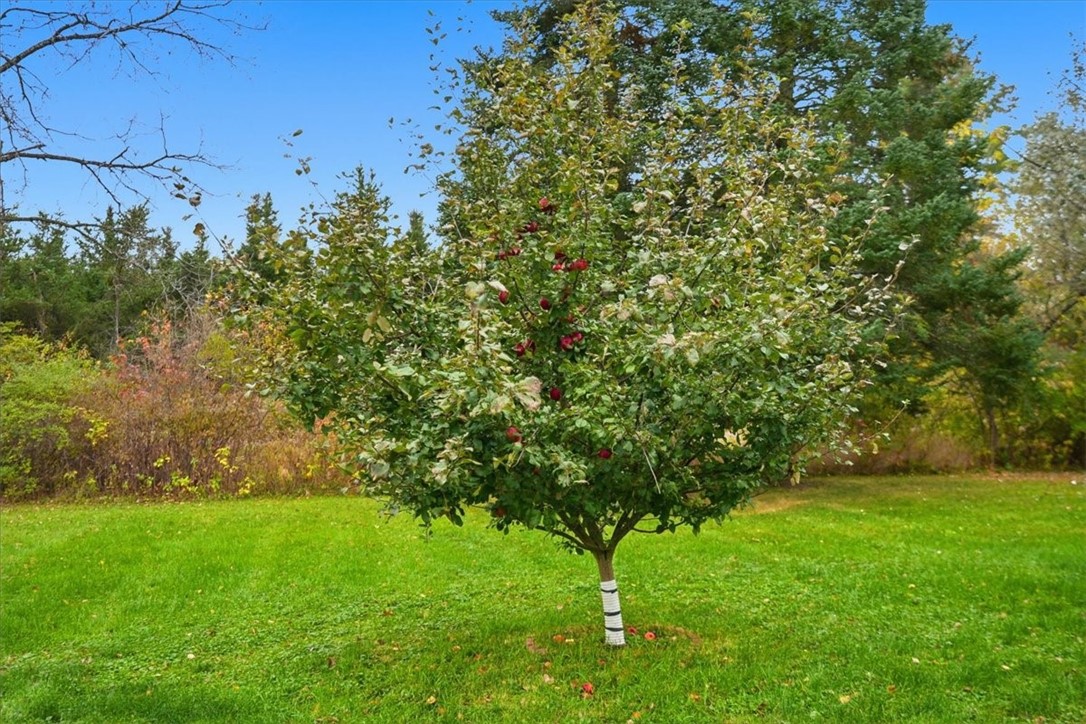 N6909-Elm-Ladysmith-WI-54484-6