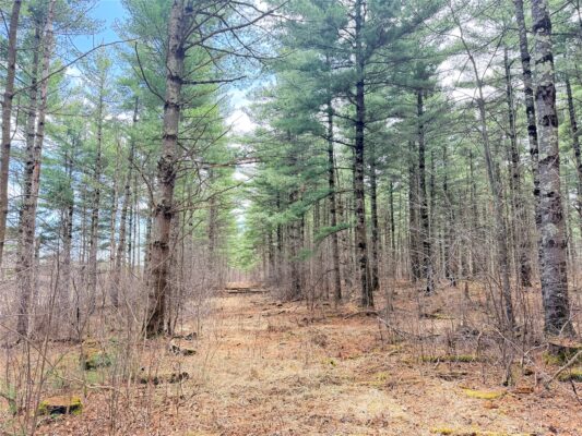 20 Acres Star Lake Road, Rice Lake, WI