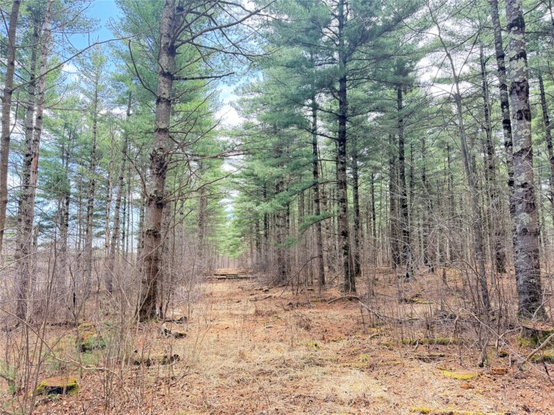 20 Acres Star Lake Road