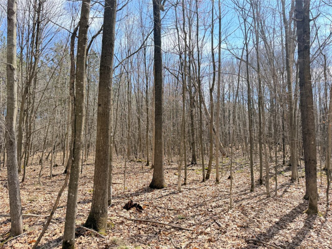 Land at 20 Acres Star Lake Road, Rice Lake, WI 54868 — photo 11