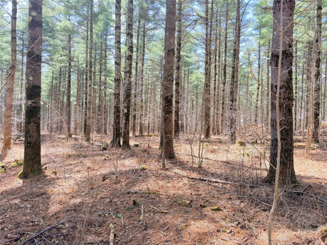 Land at 20 Acres Star Lake Road, Rice Lake, WI 54868 — photo 16