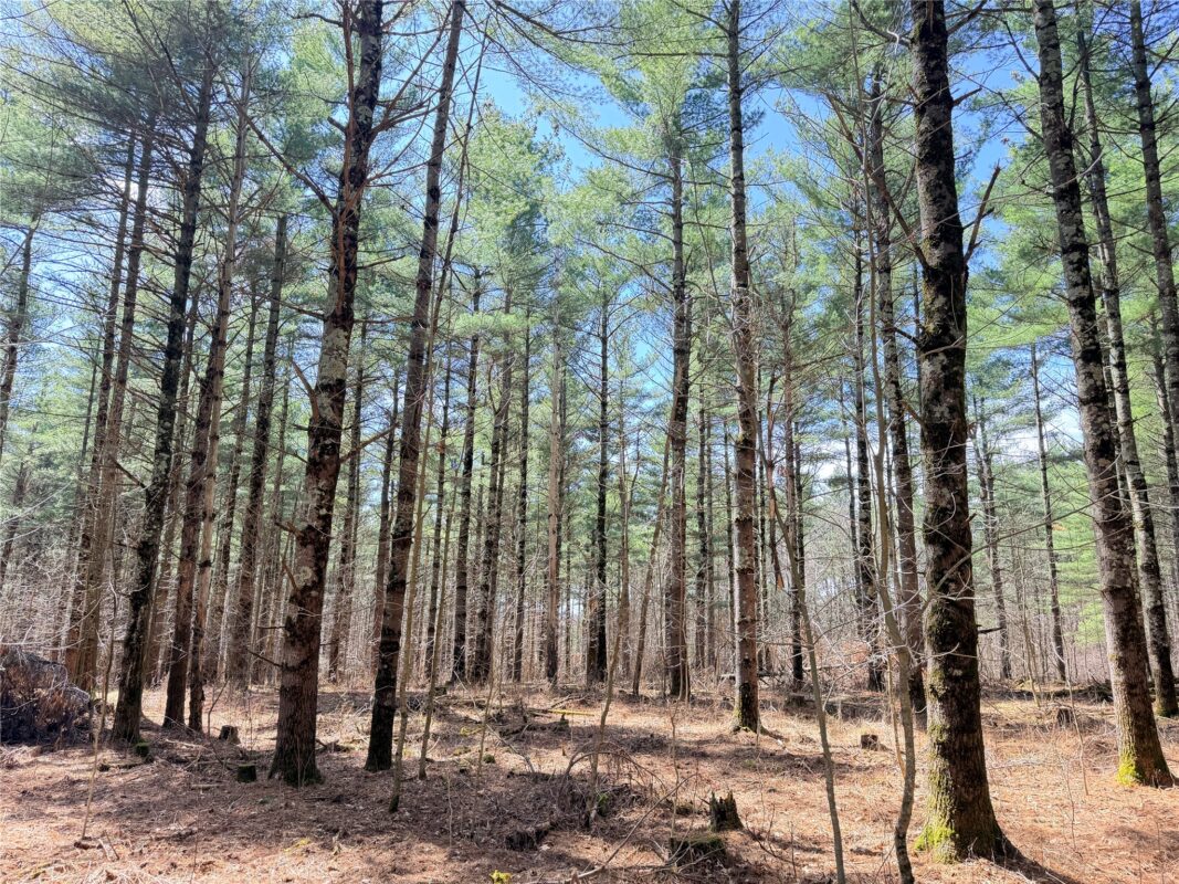 Land at 20 Acres Star Lake Road, Rice Lake, WI 54868 — photo 22