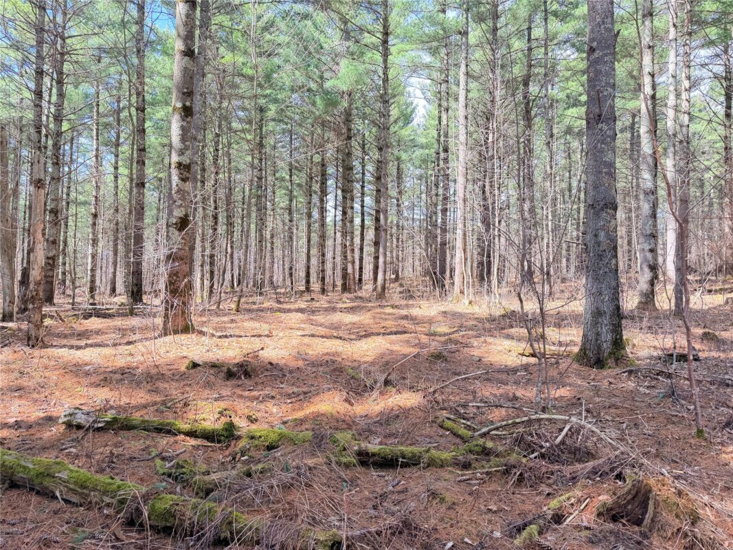 Land at 20 Acres Star Lake Road, Rice Lake, WI 54868 — photo 27