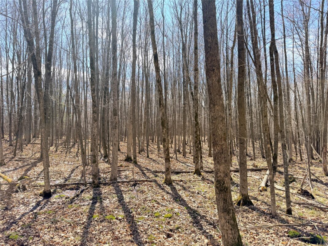 Land at 20 Acres Star Lake Road, Rice Lake, WI 54868 — photo 28