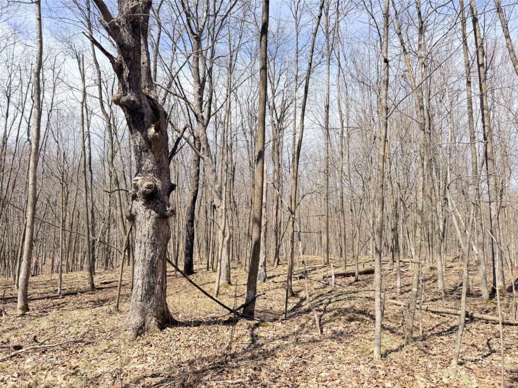 Land at 20 Acres Star Lake Road, Rice Lake, WI 54868 — photo 29