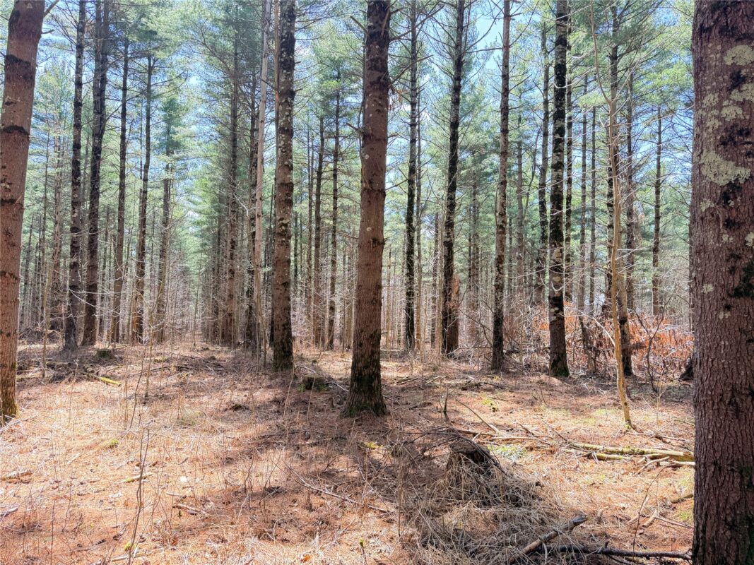 Land at 20 Acres Star Lake Road, Rice Lake, WI 54868 — photo 3