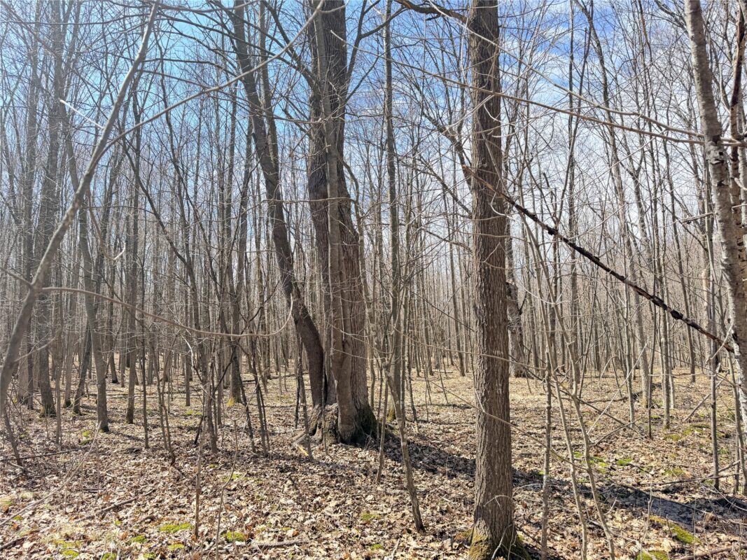 Land at 20 Acres Star Lake Road, Rice Lake, WI 54868 — photo 30