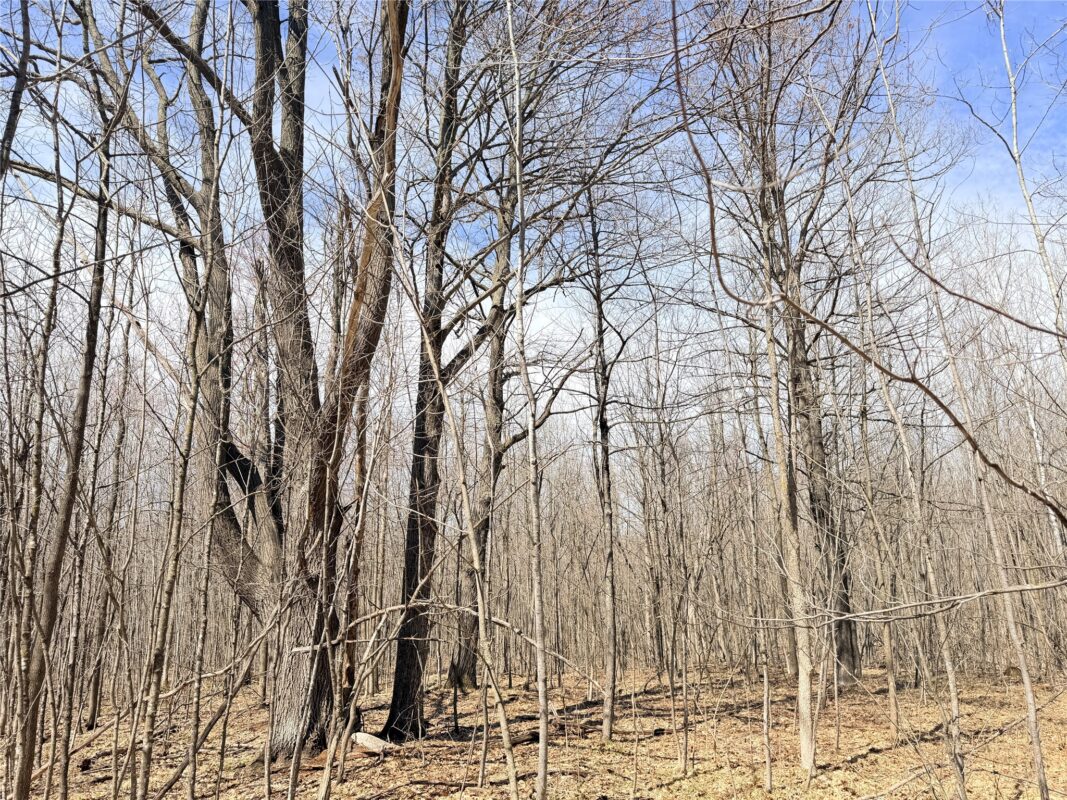 Land at 20 Acres Star Lake Road, Rice Lake, WI 54868 — photo 32