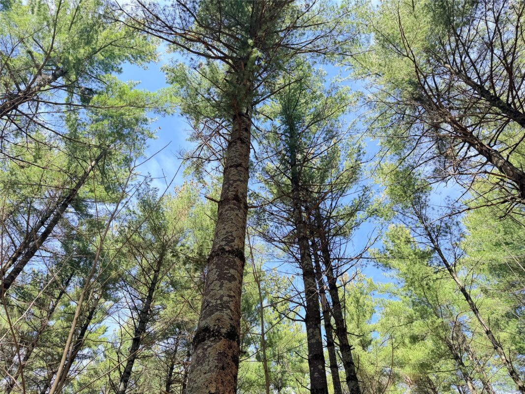 Land at 20 Acres Star Lake Road, Rice Lake, WI 54868 — photo 4