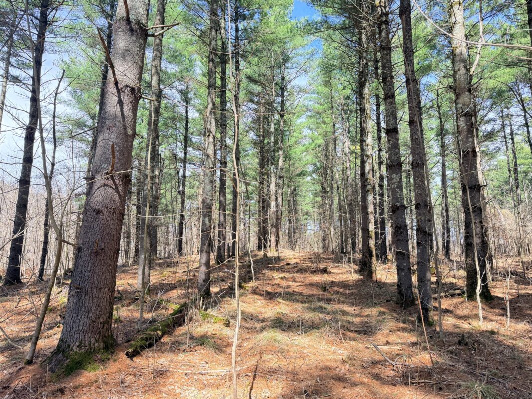 Land at 20 Acres Star Lake Road, Rice Lake, WI 54868 — photo 5