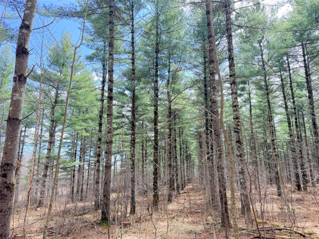 Land at 20 Acres Star Lake Road, Rice Lake, WI 54868 — photo 6