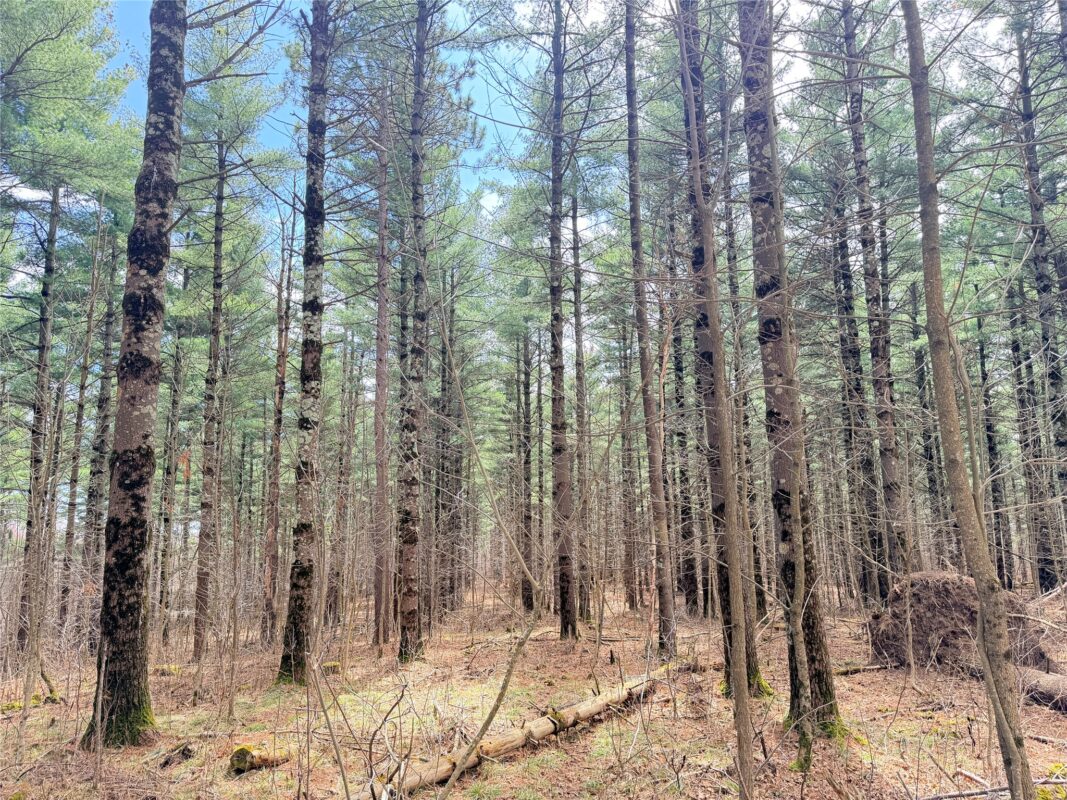 Land at 20 Acres Star Lake Road, Rice Lake, WI 54868 — photo 7