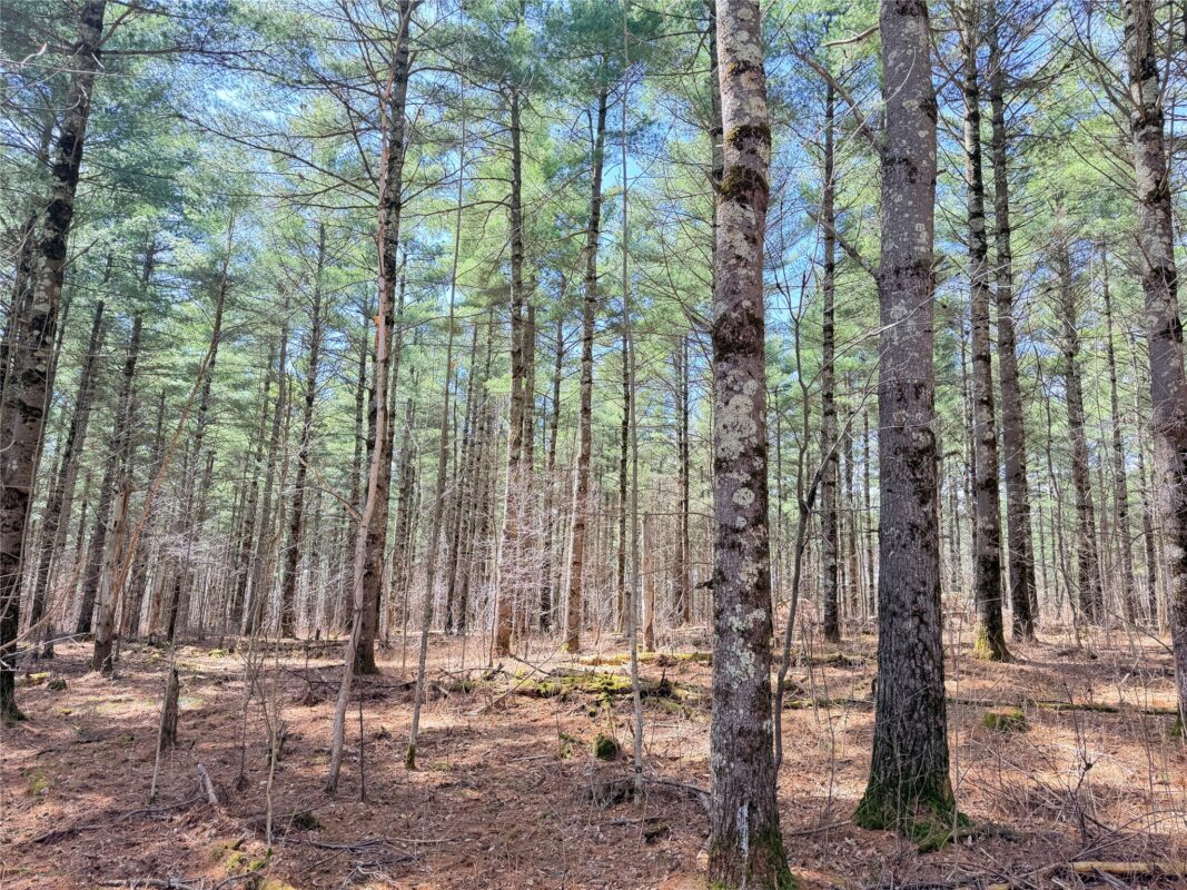 Land at 20 Acres Star Lake Road, Rice Lake, WI 54868 — photo 9