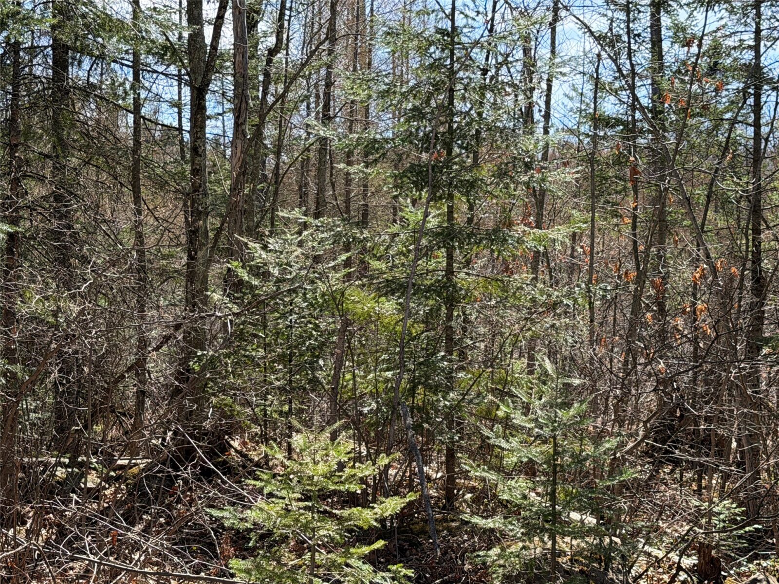 Lot 2 Eaton Road, Hayward, WI — photo 11