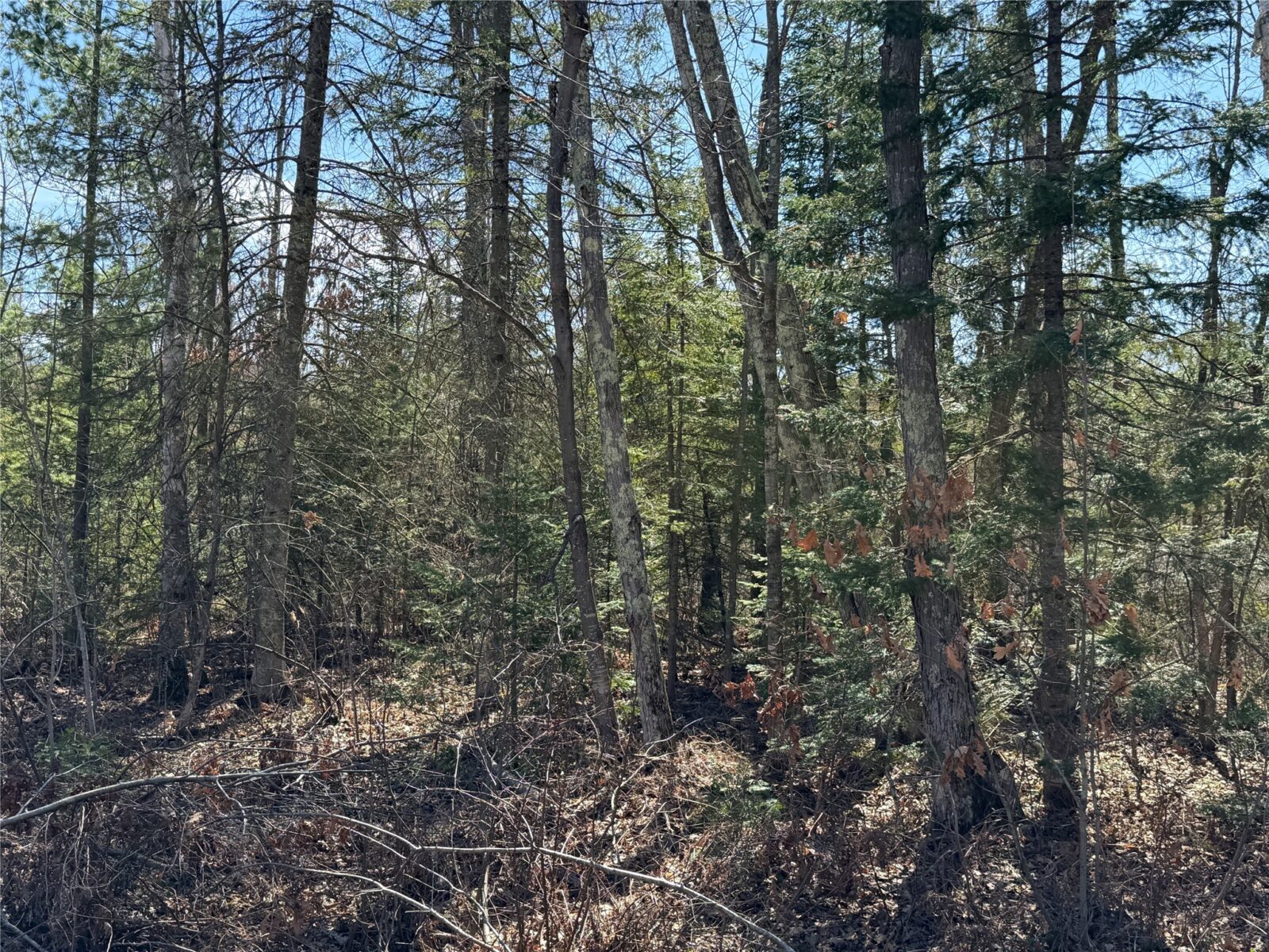 Lot 2 Eaton Road, Hayward, WI — photo 12