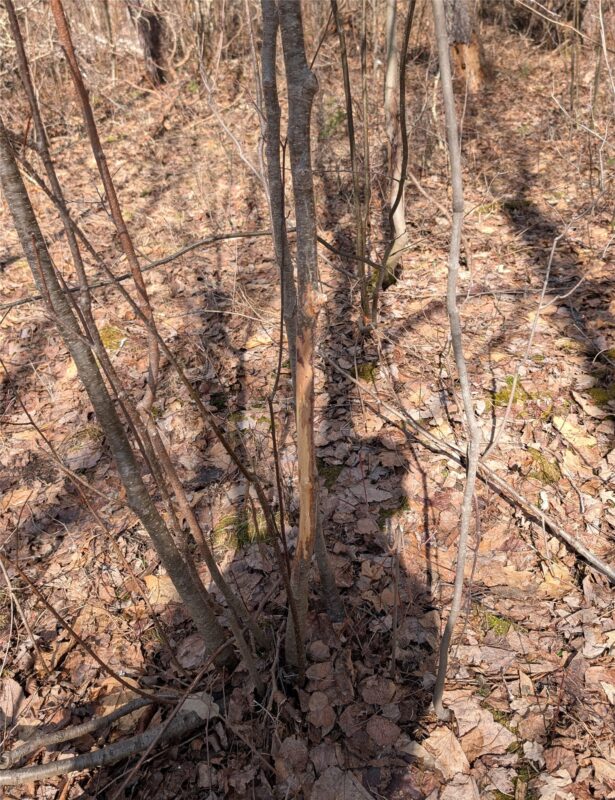 00 Larson Rd Springbrook WI 54875 — photo 12