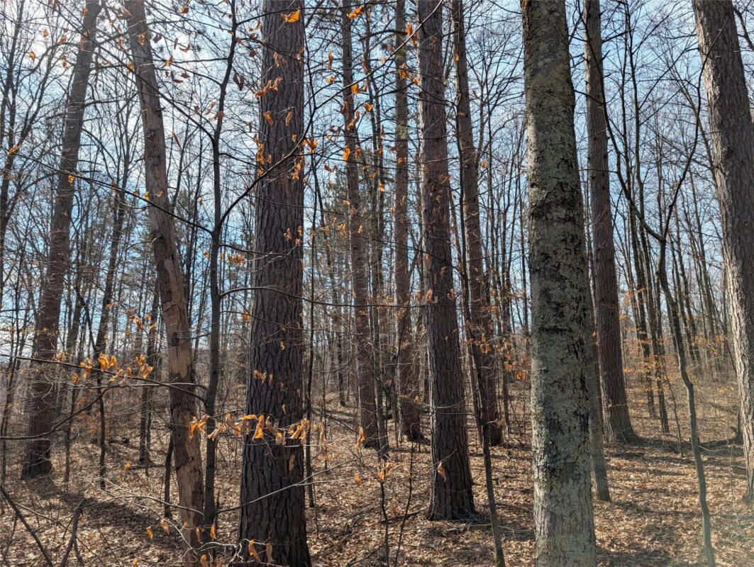 00 Larson Rd Springbrook WI 54875 — photo 2