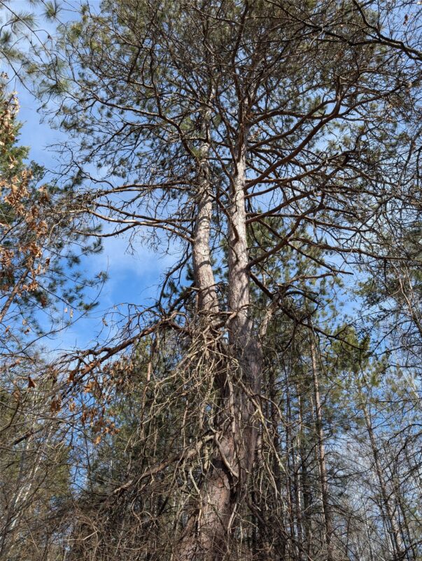 00 Larson Rd Springbrook WI 54875 — photo 21