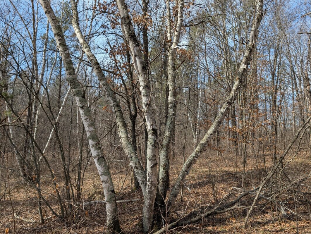 00 Larson Rd Springbrook WI 54875 — photo 23