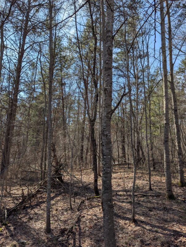 00 Larson Rd Springbrook WI 54875 — photo 24