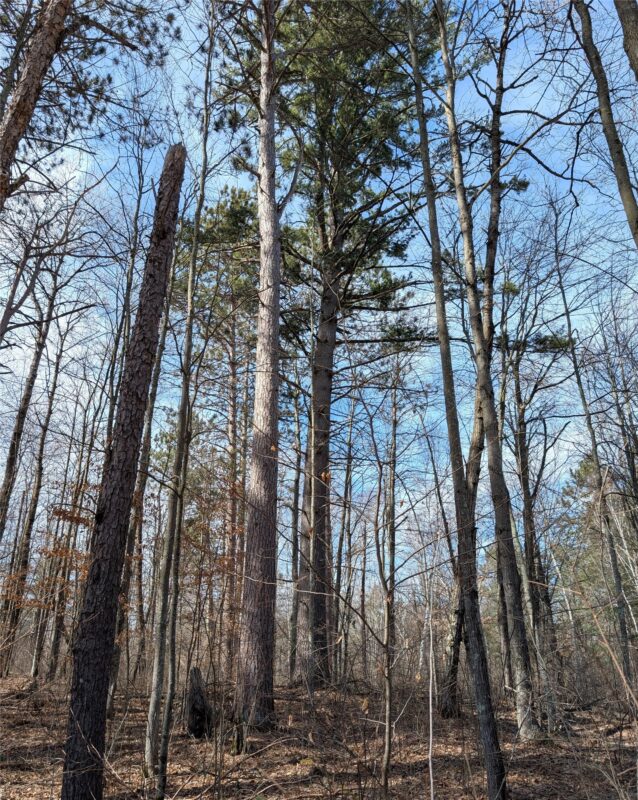 00 Larson Rd Springbrook WI 54875 — photo 5