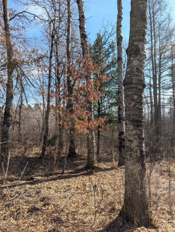 00 Larson Rd Springbrook WI 54875 — photo 7