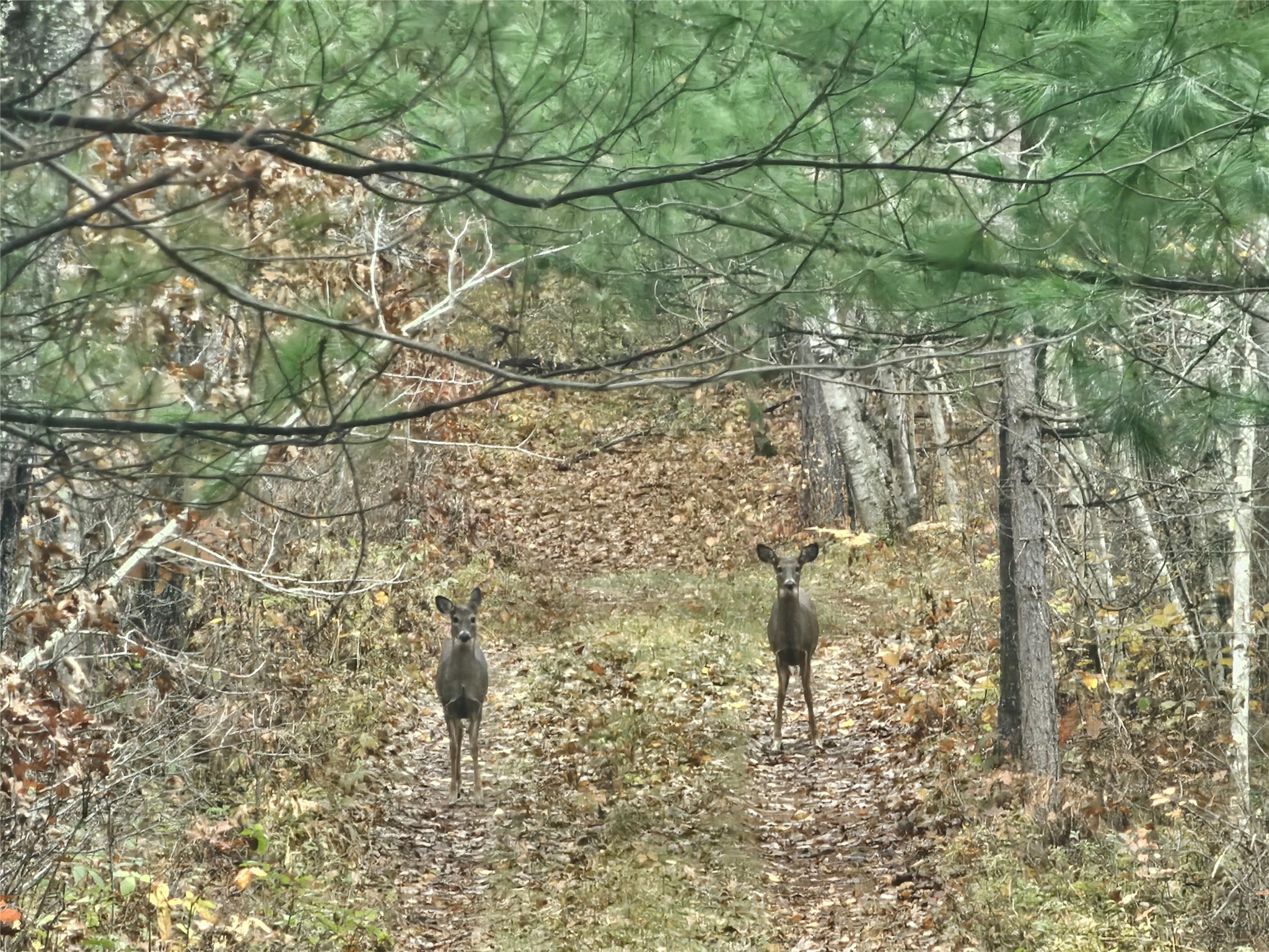 1894-Lost-Lake-Danbury-WI-54830-1